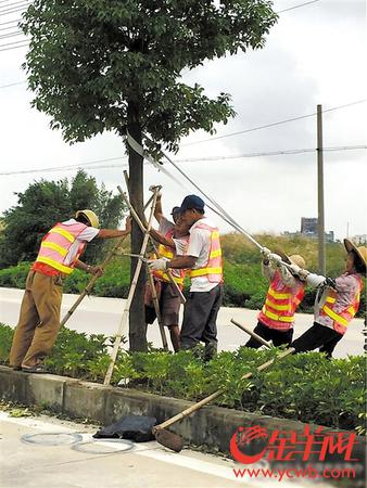 汕头各机关事业单位取消放假，全员参与消除台风“灾痕”