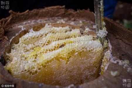 农民霜降后割蜜 一公斤卖400元供不应求