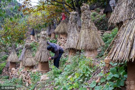 农民霜降后割蜜 一公斤卖400元供不应求