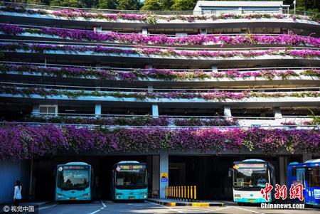 深圳现最美停车场 粉红簕杜鹃装点如“花样邮轮”