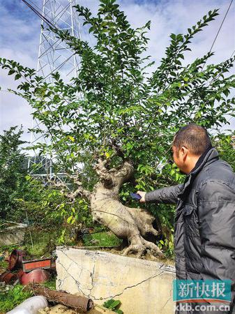 天价盆景? 广州一货车撞断两截树枝被索赔89万