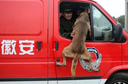 消防兵退伍 搜救犬扑上车要跟着走