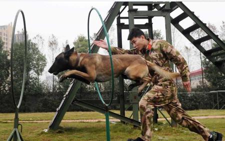 消防兵退伍 搜救犬扑上车要跟着走