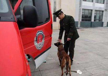 消防兵退伍 搜救犬扑上车要跟着走