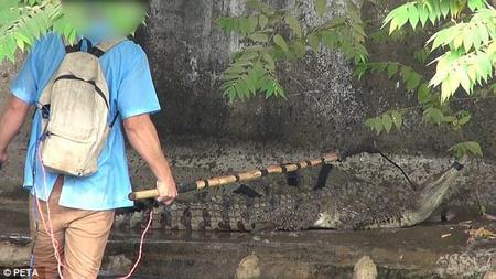 越南农场活剥鳄鱼皮牟暴利 血腥现场曝光