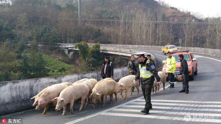 货车侧翻 25头肥猪高速路上越狱跑路1公里