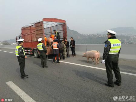 货车侧翻 25头肥猪高速路上越狱跑路1公里