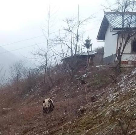 四川发现两只野生大熊猫 啃食村民山羊