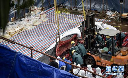 惠州港搁浅死亡抹香鲸已怀孕 解剖遗体发现胎儿