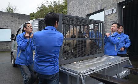 3月24日，工作人员在中国大熊猫保护研究中心都江堰基地准备将大熊猫“宝宝”搬运至盼盼园。