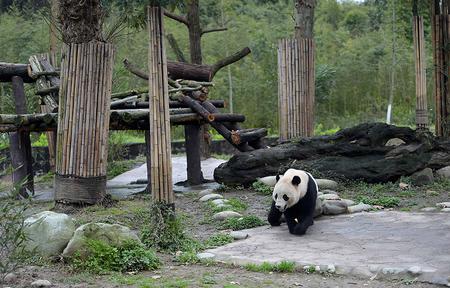 3月24日在中国大熊猫保护研究中心都江堰基地盼盼园拍摄的大熊猫“宝宝”。