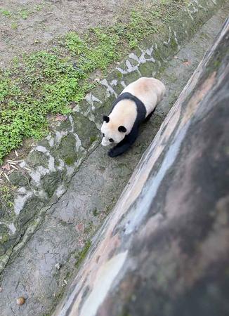 3月24日在中国大熊猫保护研究中心都江堰基地盼盼园拍摄的大熊猫“宝宝”。 