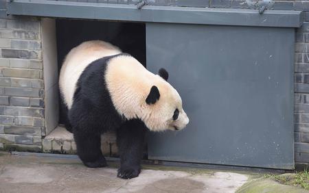 3月24日在中国大熊猫保护研究中心都江堰基地盼盼园拍摄的大熊猫“宝宝”。