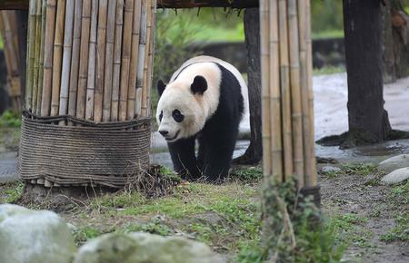 3月24日在中国大熊猫保护研究中心都江堰基地盼盼园拍摄的大熊猫“宝宝”。