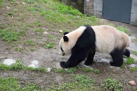 3月24日在中国大熊猫保护研究中心都江堰基地盼盼园拍摄的大熊猫“宝宝”。