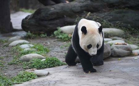 3月24日在中国大熊猫保护研究中心都江堰基地盼盼园拍摄的大熊猫“宝宝”。