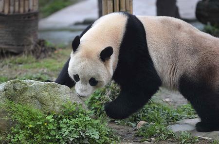 3月24日在中国大熊猫保护研究中心都江堰基地盼盼园拍摄的大熊猫“宝宝”。