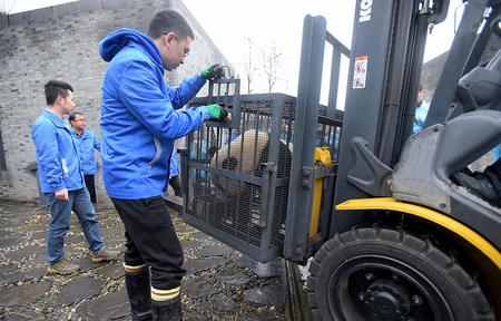 3月24日，工作人员在中国大熊猫保护研究中心都江堰基地隔离检疫区准备将大熊猫“宝宝”搬运至盼盼园。