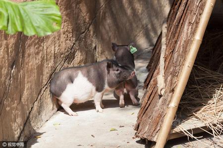 “克隆猪”在深圳市动物园首次展出