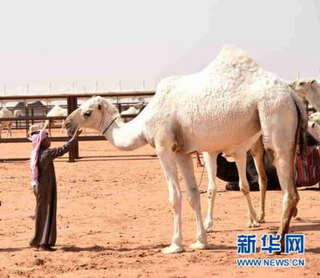 4月4日，小主人抚摸自家骆驼。新华网记者王波摄　　一年一度的沙特阿拉伯阿卜杜勒阿齐兹国王骆驼选美大赛从3月19日至4月15日在距沙特首都利雅得以东200公里处的沙漠小镇鲁马赫举行。来自沙特、科威特、阿联酋和卡塔尔的超过2万头骆驼角逐270个大奖，总奖金高达3000万美元。　　比赛首先按骆驼颜色分为白色、深黄、浅黄、褐色和黑色5个大项。每个大项里又按100头、50头、30头集体和个体以及年龄段进行分组角逐。　　本次大赛各个组别“最美骆驼”的评选标准包括１２条，其中有头大、嘴唇厚、脖子长、胸脯宽、蹄子方、尾巴粗、大腿壮、驼峰高且靠后等。获奖的骆驼主人不仅可以获得丰厚奖金，他的骆驼还能拍出超过一百万美元的高价。　　在选美比赛期间，主办方还举办丰富多彩的骆驼文化节活动。此举一方面是为丰富沙特民众的文化娱乐生活，同时也是为激发年轻一代对传统民族文化的热爱和传承。