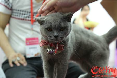 萌宠戏春！珍稀豹猫夺人眼球