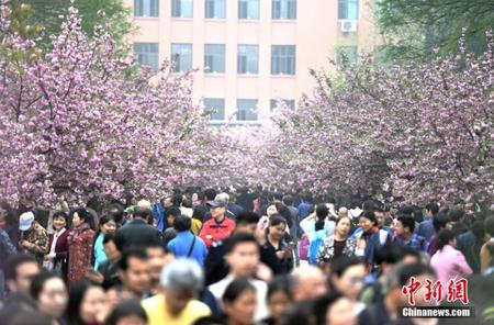 中科大举办“春风汉韵”樱花游园会