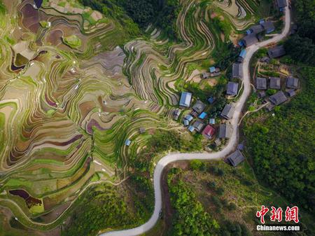 航拍贵州月亮山梯田 犹如大地“指纹”