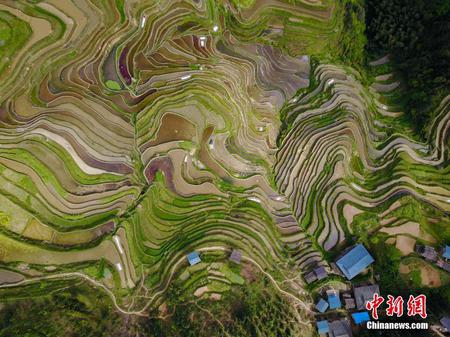 航拍贵州月亮山梯田 犹如大地“指纹”